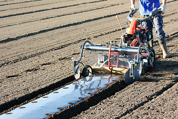 マルチシート張り