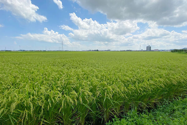 山武市　夏の田んぼ