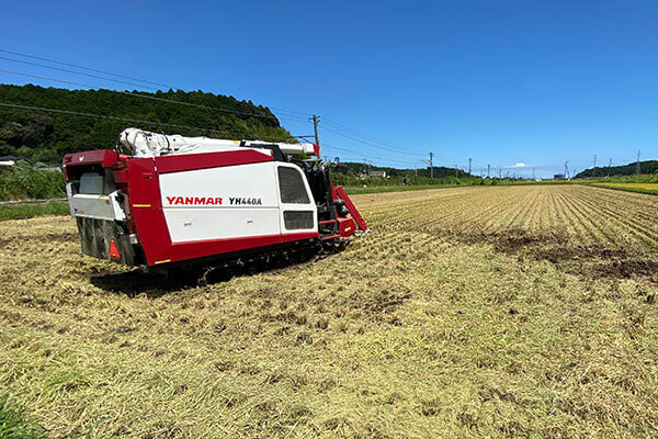 稲の刈り取り